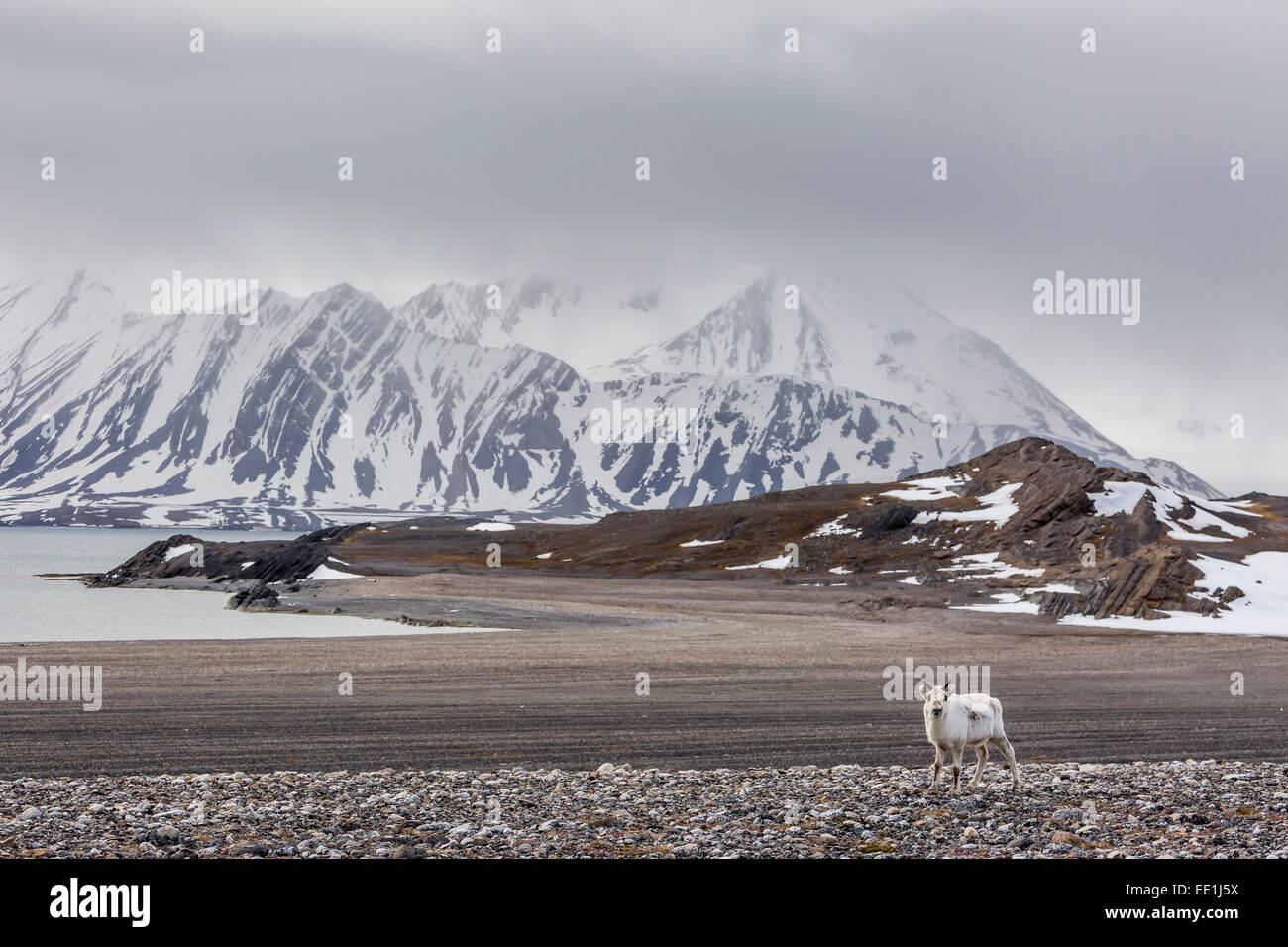 Svalbard los renos (Rangifer tarandus) en la tundra en Varsolbukta, Bellsund, Spitsbergen, Ártico, en Noruega, Escandinavia, Europa Foto de stock