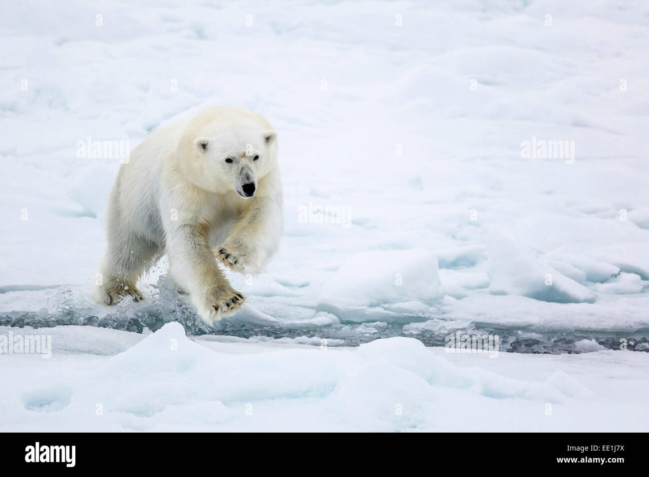Adulto el oso polar (Ursus maritimus) saltan a través de cable abierto en primer año del hielo marino en el Estrecho de Olga, cerca Edgeoya, Svalbard, Noruega Foto de stock