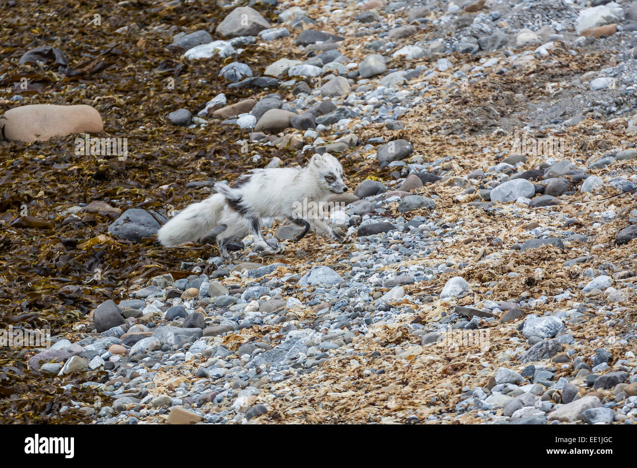 Adulto zorro ártico (Vulpes lagopus) perdiendo su abrigo de invierno para el verano, abrigo, Gnalodden Hornsund, Spitsbergen, Svalbard, Noruega Foto de stock