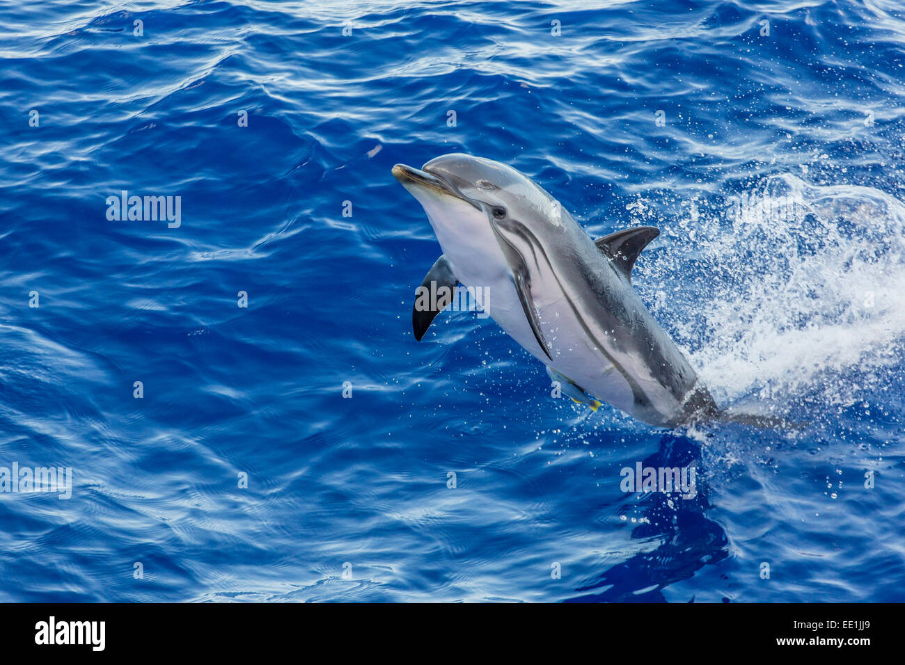 Adulto Delfines Listados (Stenella coeruleoalba) saltando cerca de La Gomera, Islas Canarias, Atlántico, Europa Foto de stock