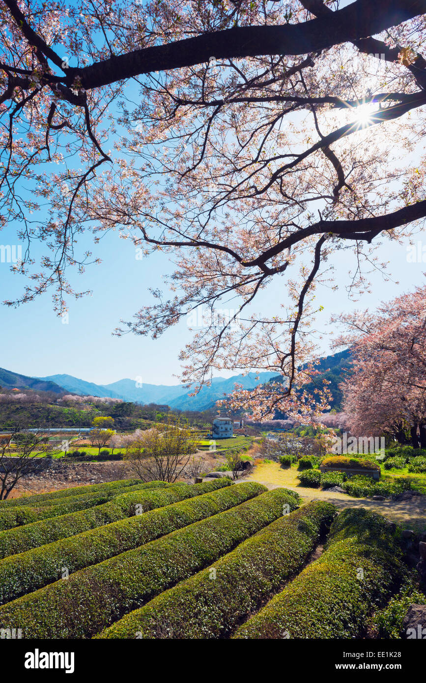 La primavera florecen y plantaciones de té, Parque Nacional Jirisan, Gyeongsangnam-do, Corea del Sur, Asia Foto de stock
