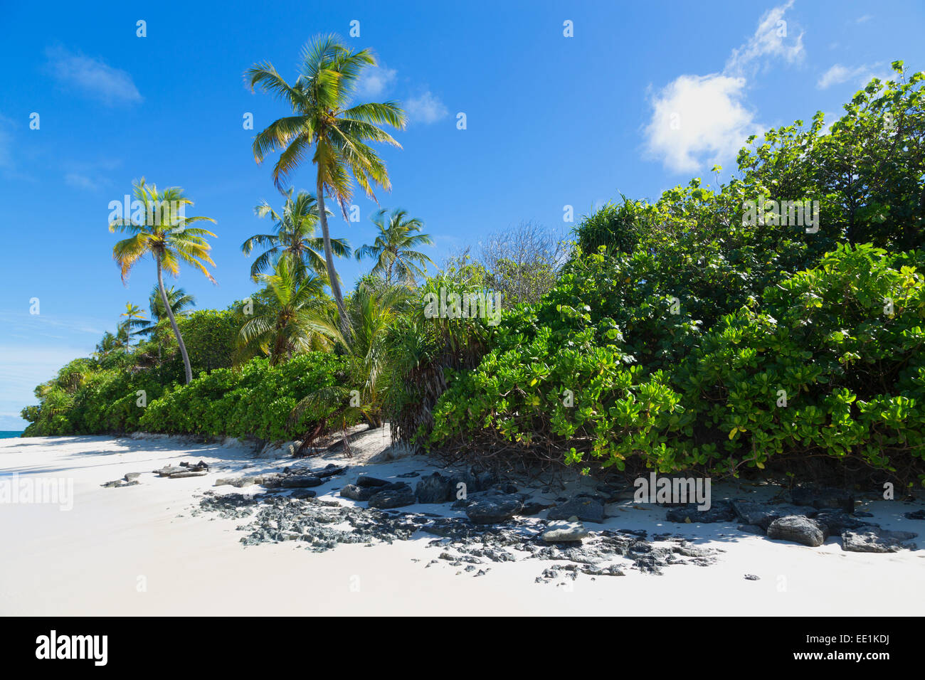 Una playa desierta, y vegetación tropical en una isla en el norte Huvadhu ATOLL, Maldivas, Océano Índico, Asia Foto de stock