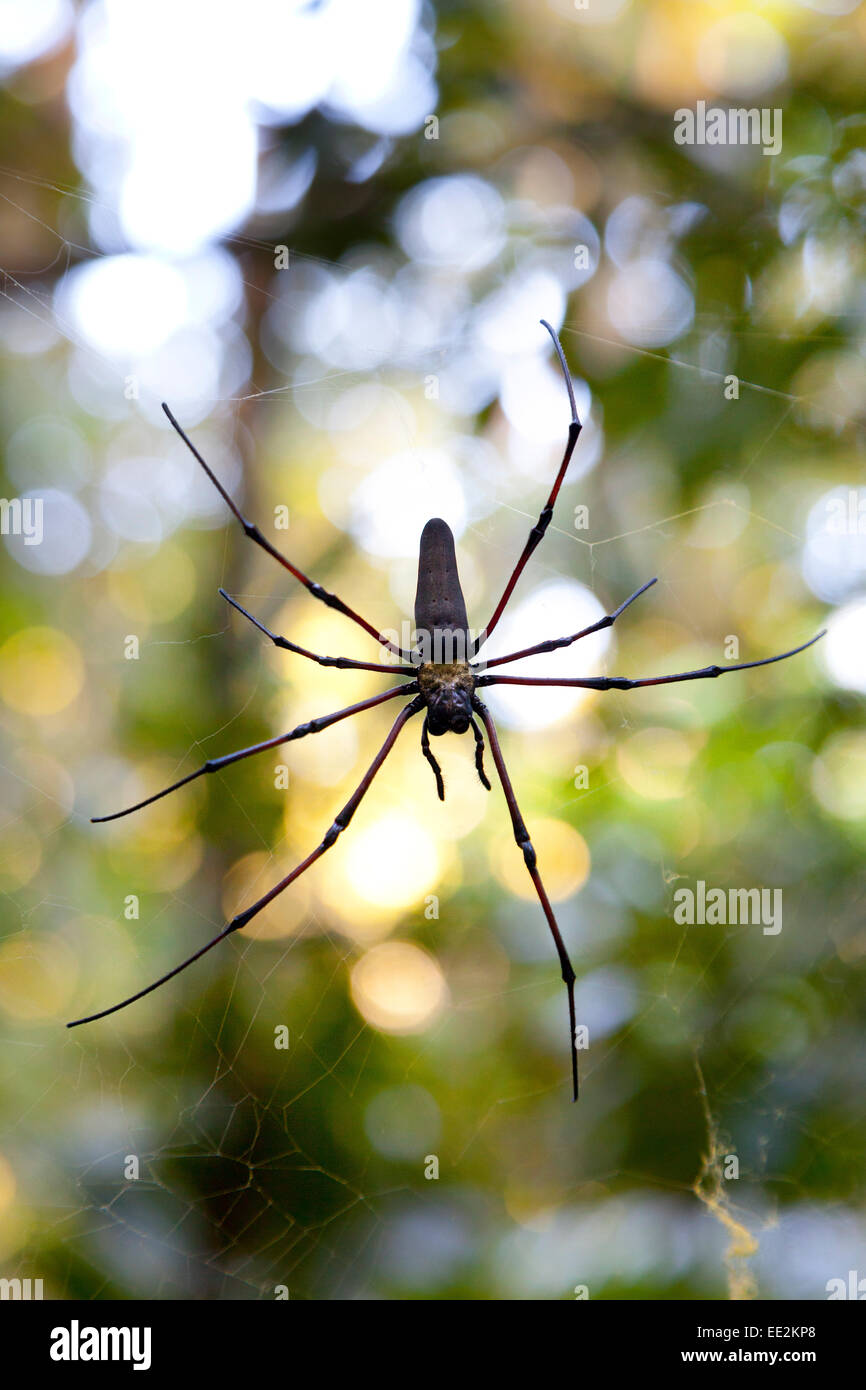 Araña en un web en parque nacional Eugenella,Australia Foto de stock