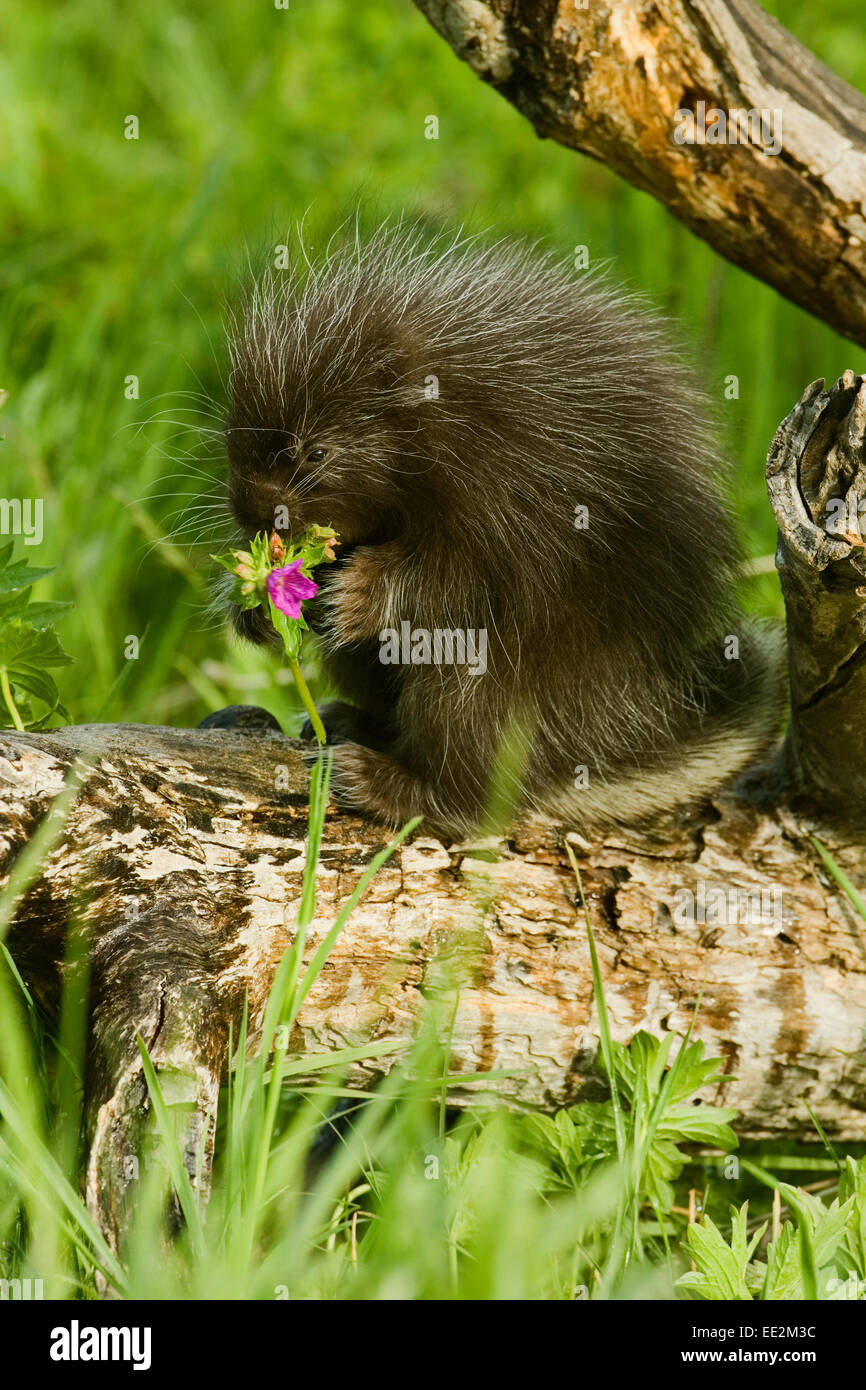 Joven puercoespín (Erethizon dorsatum común) sentados en un tronco, comiendo en un wildflower púrpura en un prado. Foto de stock