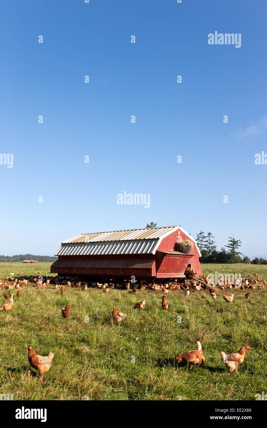 Pollos de la gama libre, la vivienda portátil, 'Gallus domesticus'. Foto de stock