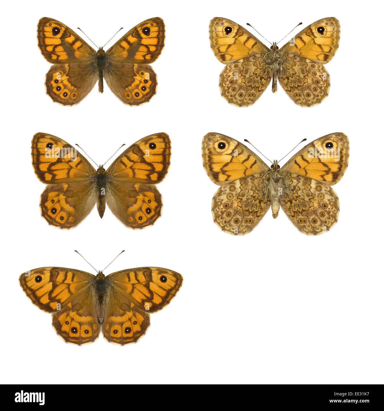 Pared marrón - Lasiommata megera - macho (fila superior) - hembra (fila central) - hembra en pose natural (fila inferior). Foto de stock