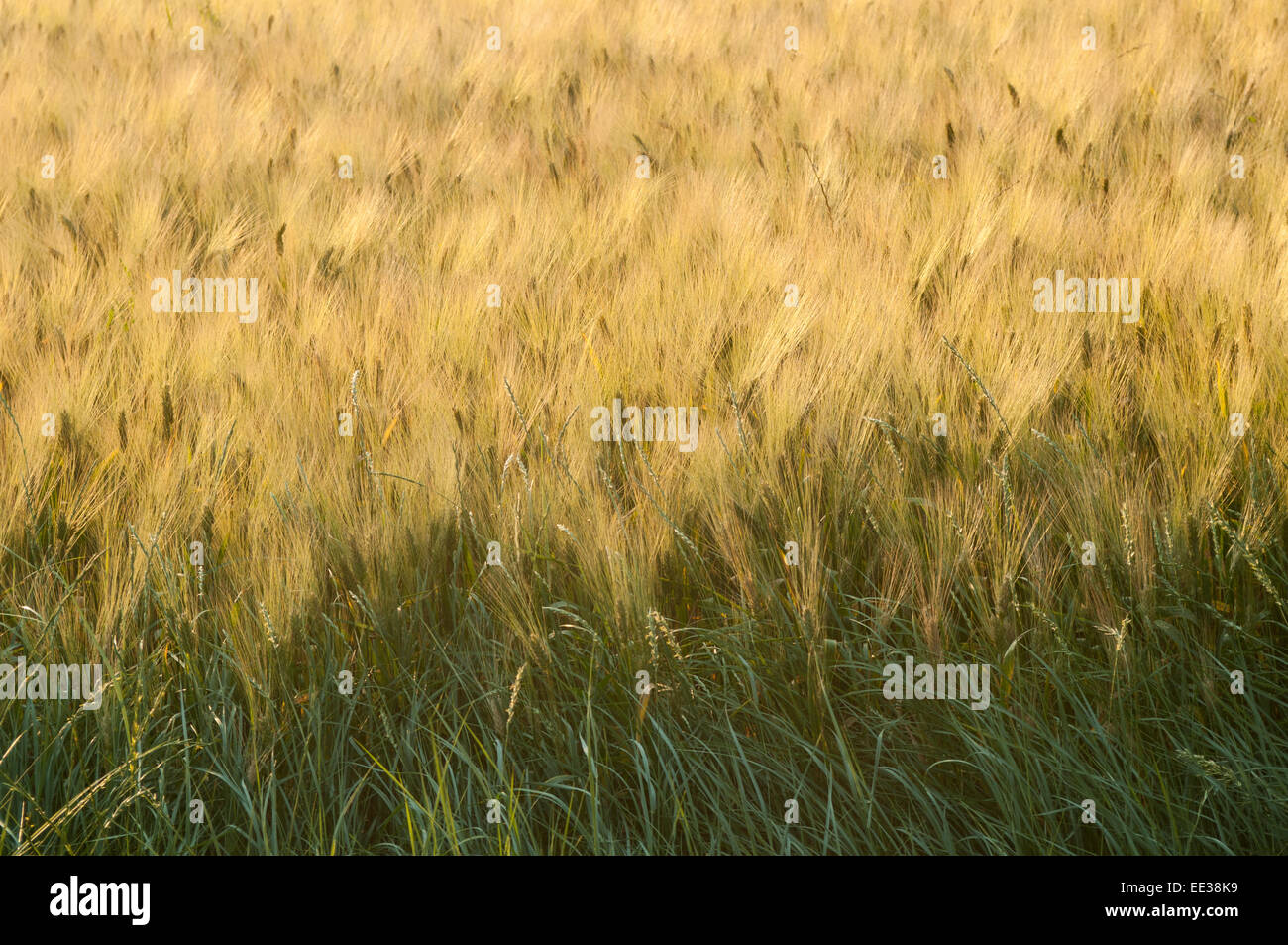Tallos de trigo maduro se mueven en el viento ligero en mediados de verano. Foto de stock
