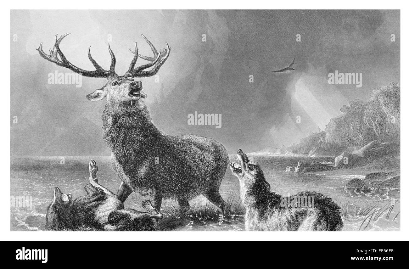 Stag at Bay Sir Edwin Henry Landseer glen Escocia cornamenta lobos wolf hunt caza salvaje naturaleza lago predator Foto de stock