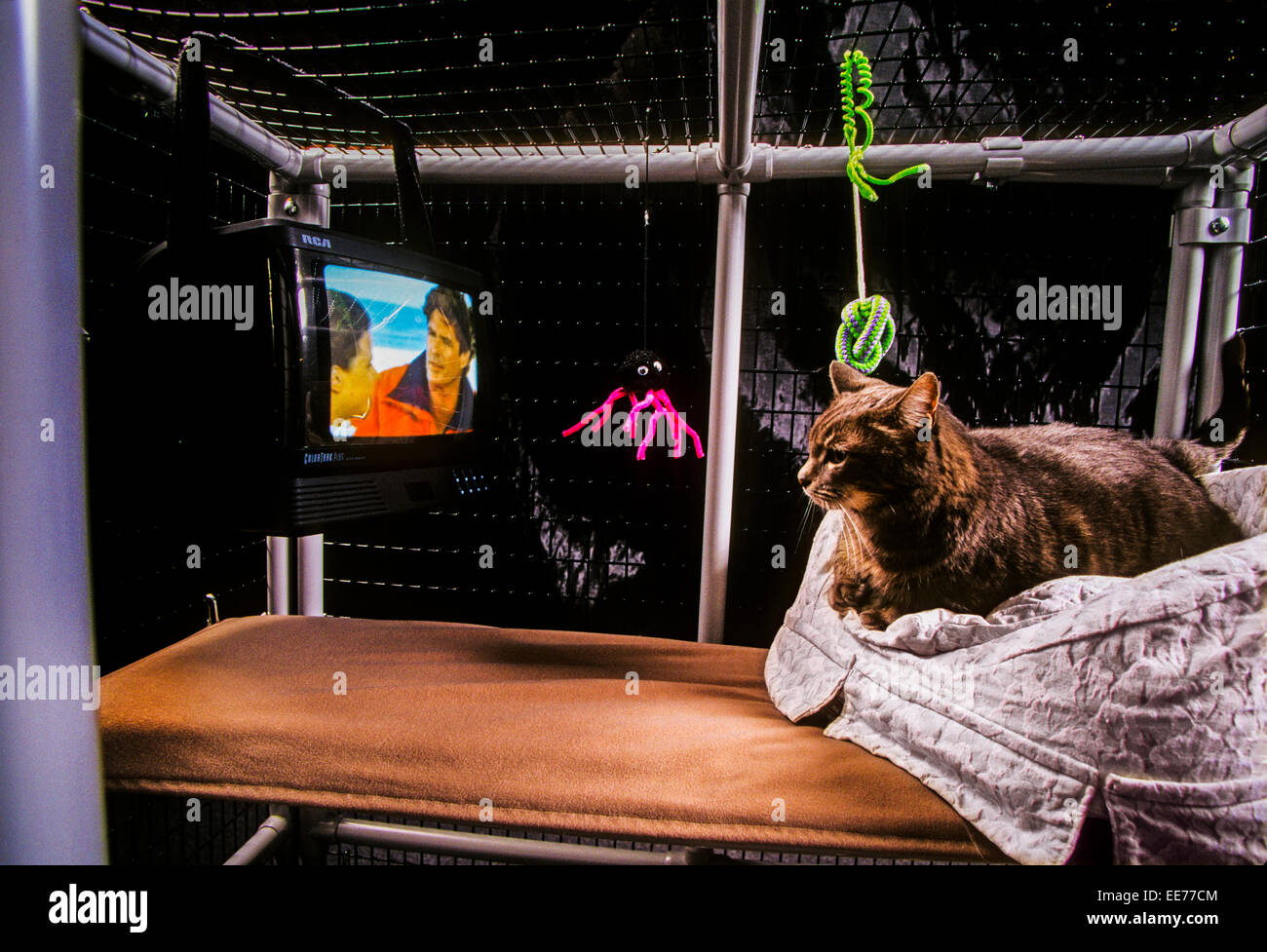 LOS ANGELES, CA – ABRIL 01: Un gato disfruta de su jaula de lujo en los Angeles, California el 01 de abril de 1996. Foto de stock