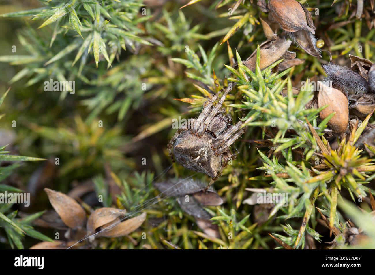 Orb angular el tejido araña; Araneus angulatus; Cornwall; UK Foto de stock