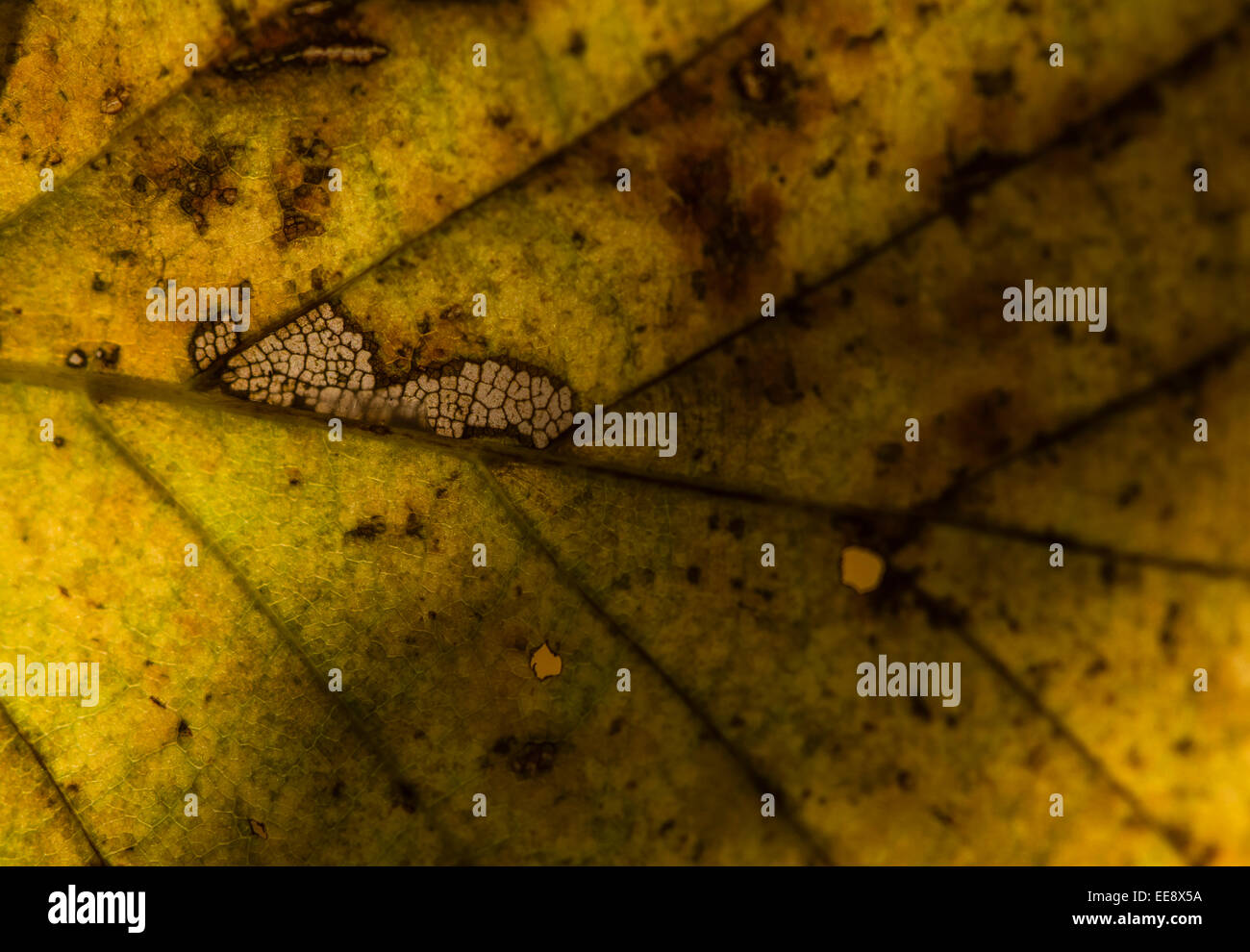 Macro shot de cojera beech leaf, retroiluminado, con las células epidérmicas y trazas de un daño causado por insectos brillando a través de Foto de stock