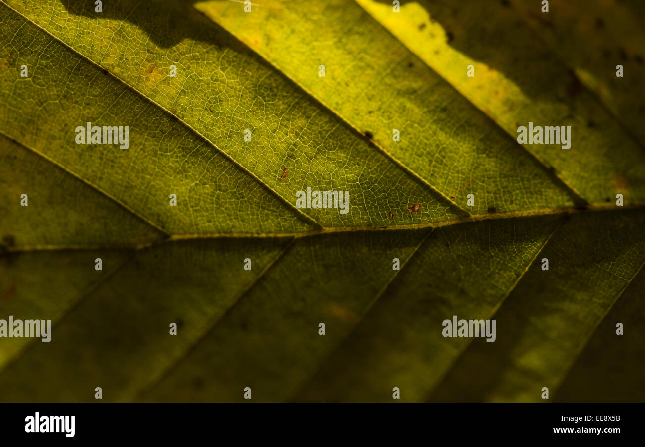 Macro shot de hayedo con hojas marchitas brillando a través de las células epidérmicas Foto de stock