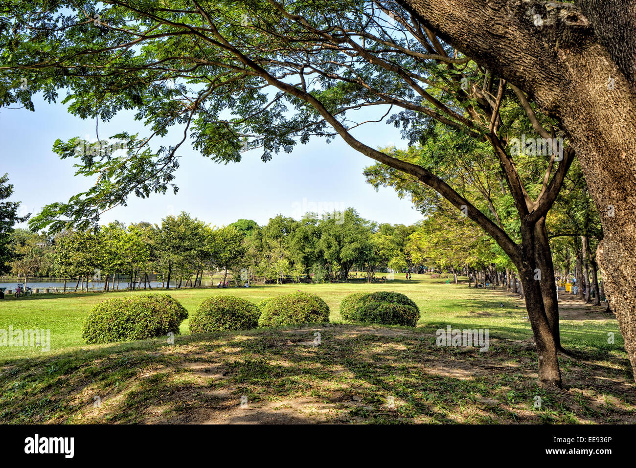 Vista del verde de los árboles en el parque de la ciudad. Foto de stock