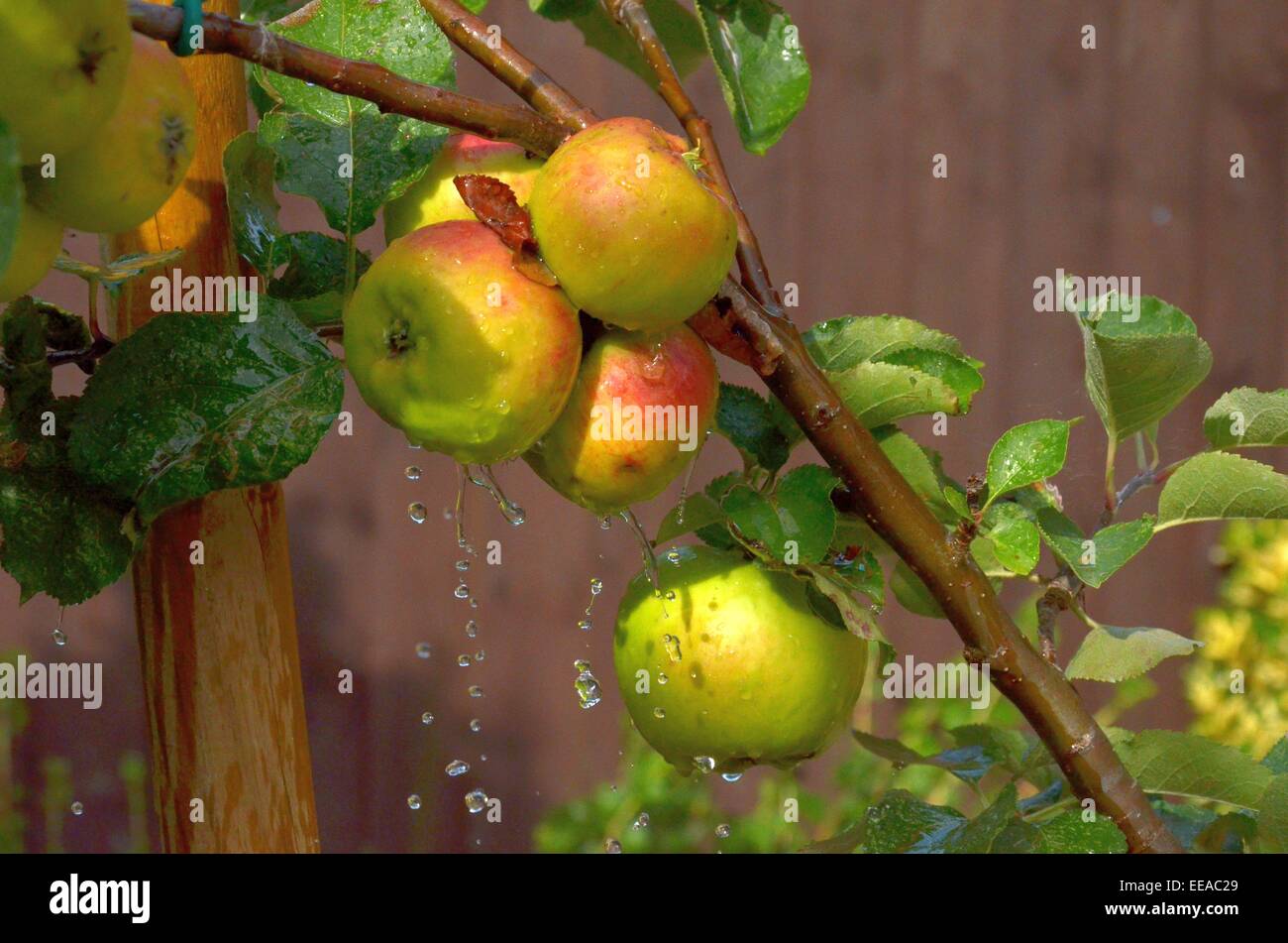 Las manzanas en la lluvia Foto de stock