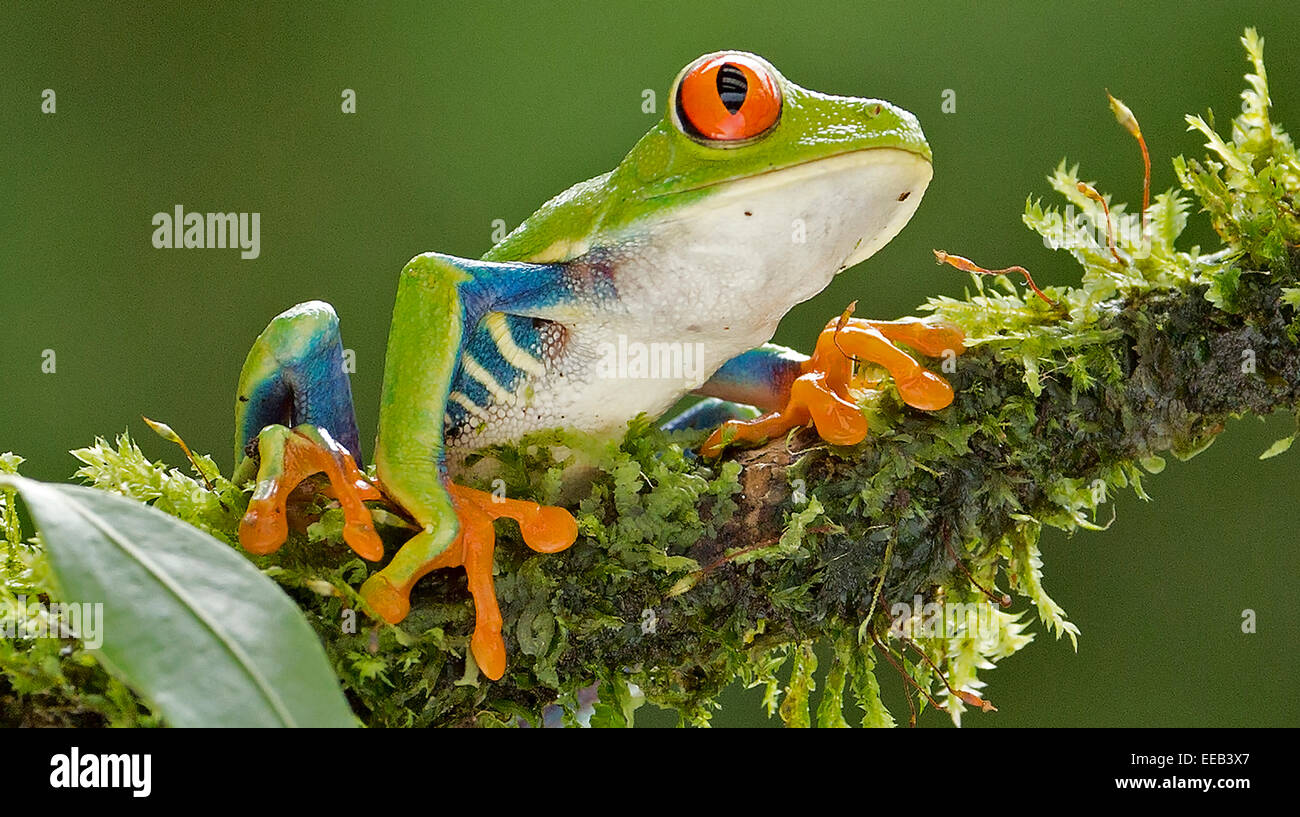 La rana de hoja de ojos rojos también conocido como una rana de árbol Foto de stock