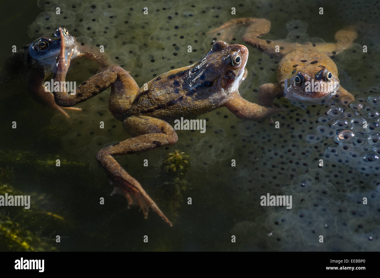 Tres ranas en el estanque de jardín. Foto de stock