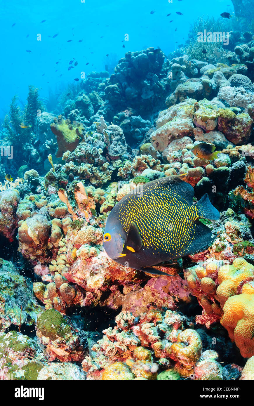 El pez ángel francés, Pomacanthus paru, Bonaire, Mar Caribe, Países Bajos, del Caribe Foto de stock
