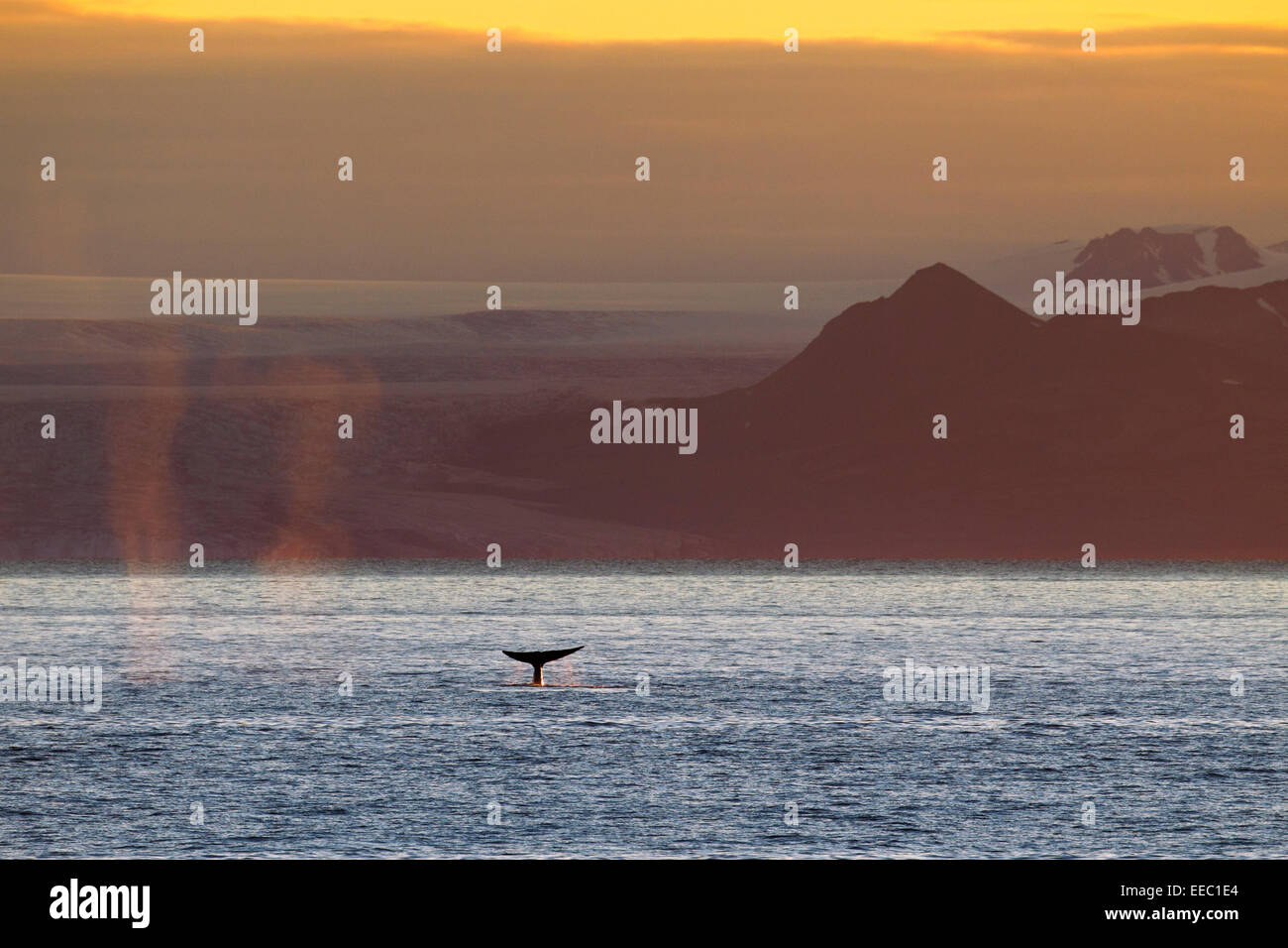 La ballena azul (Balaenoptera musculus) levantando su cola bucear para alimentar a lo largo de la costa noruega, Noruega, Escandinavia Foto de stock