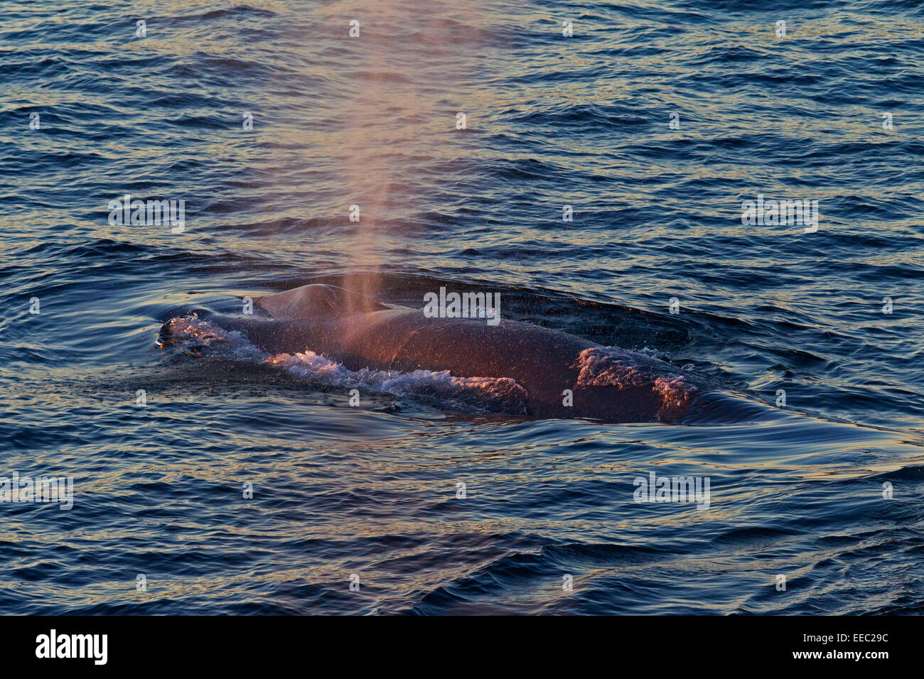 La ballena azul (Balaenoptera musculus) aflora a respirar y mostrando golpe causado por expulsar el aire y el moco y por el blowhole Foto de stock