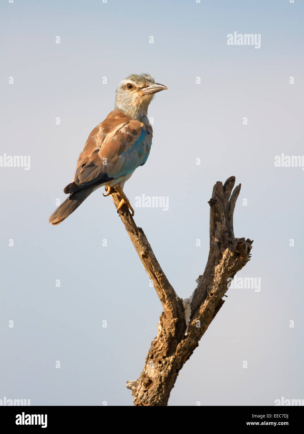 Perfil europeo del pájaro del rodillo fotografías e imágenes de alta  resolución - Alamy