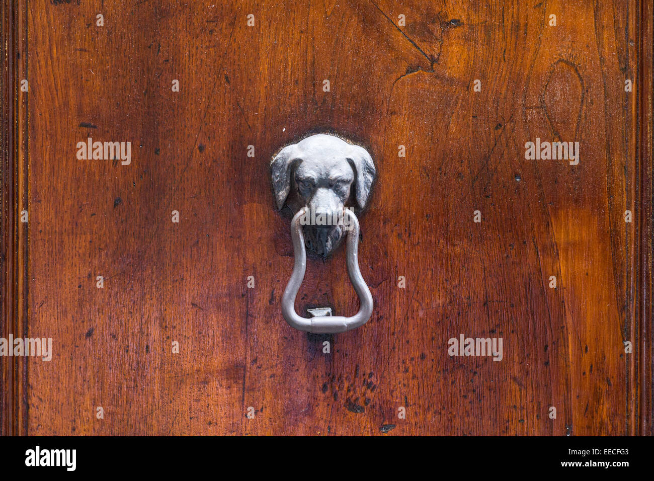 Un martinete de cabeza de perro de metal en una puerta de madera Fotografía  de stock - Alamy