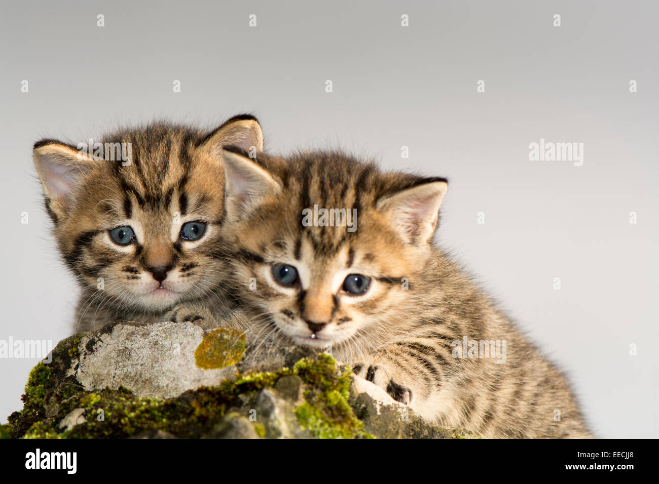 Par de siamés gatitos jugando afuera, UK Foto de stock