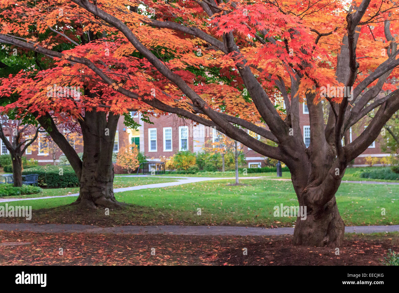 Otoño colorido de árboles en el campus de la Escuela de Negocios de Harvard, en Cambridge, MA, EEUU. Foto de stock