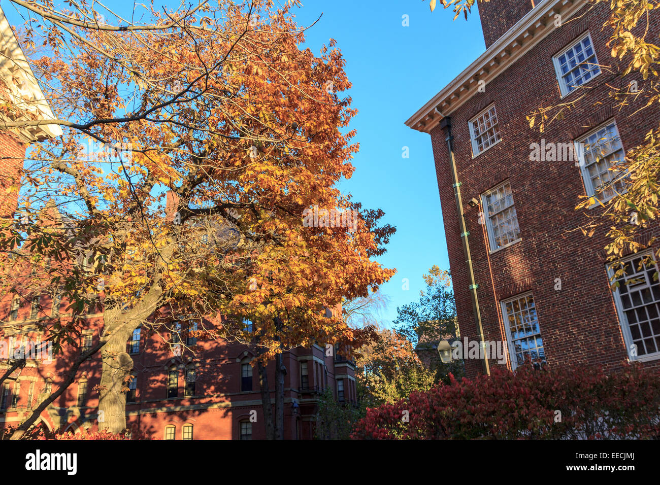 Colorido follaje de otoño e históricos edificios de residencias en el campus de la Universidad de Harvard en Cambridge, MA, EEUU. Foto de stock