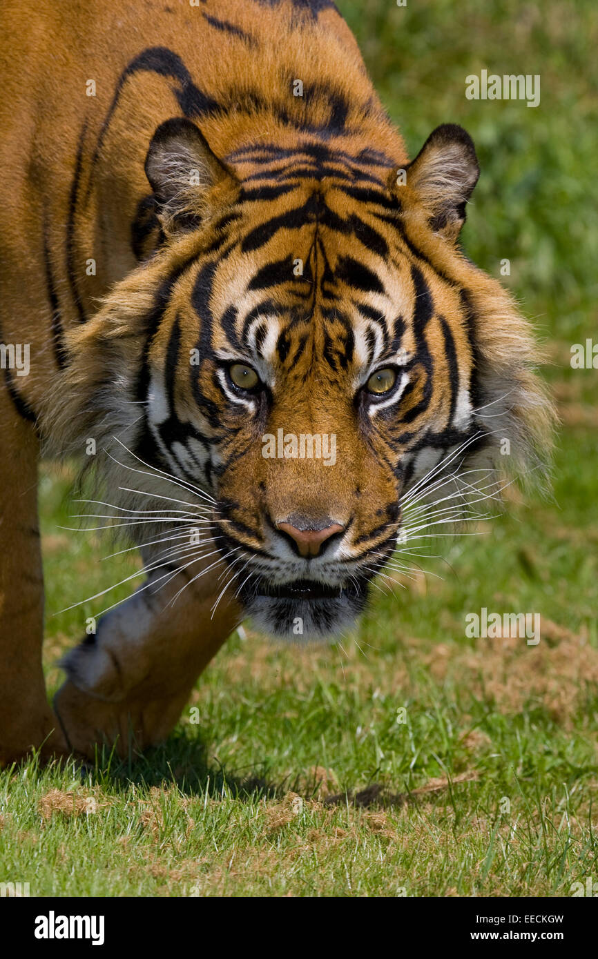 Acecho del tigre Foto de stock