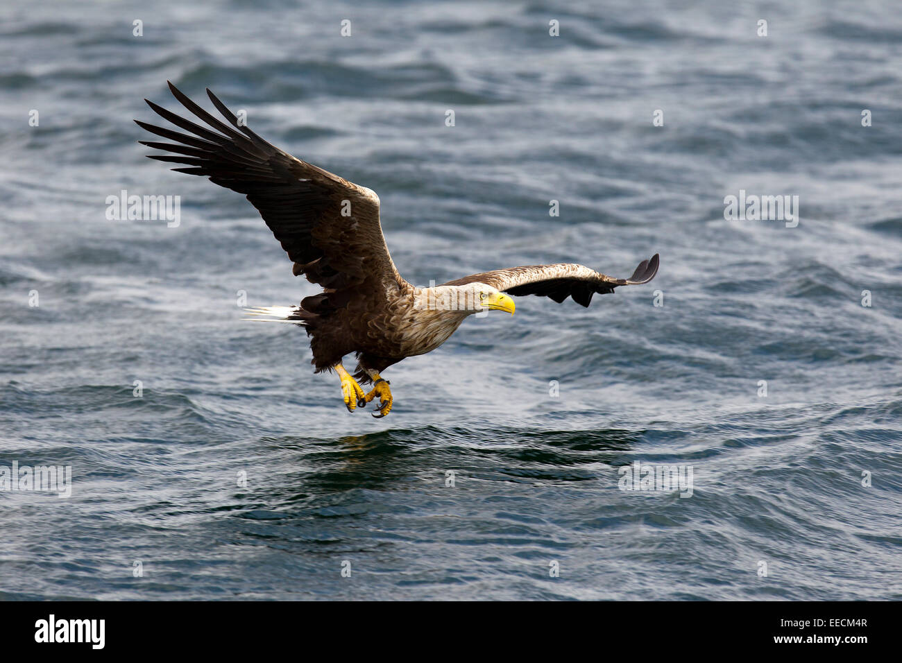 El águila de cola blanca en vuelo Foto de stock