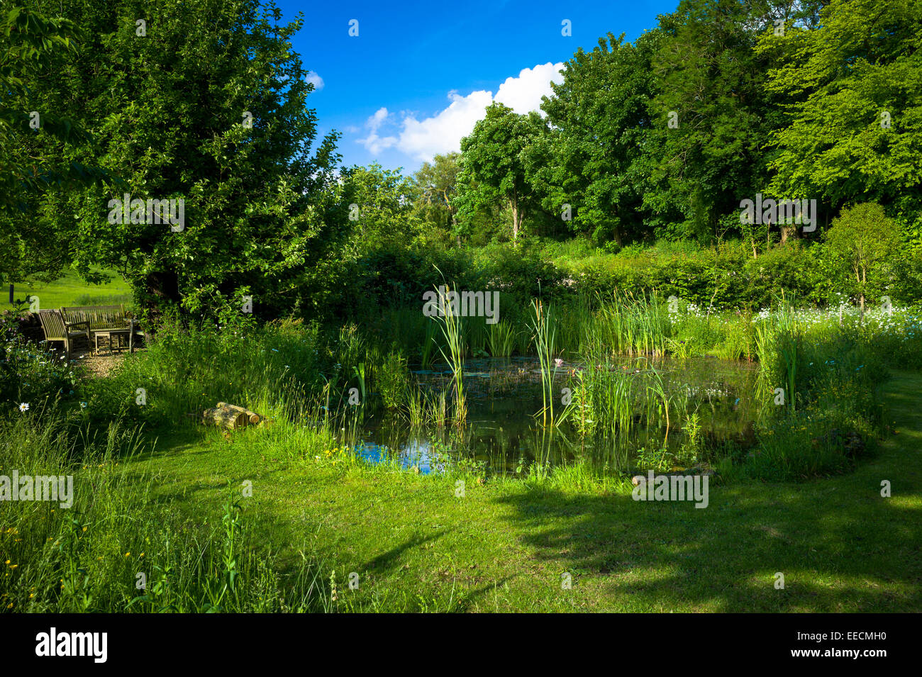 La fauna del estanque de jardín en verano en el country garden en Swinbrook, los Cotswolds, Inglaterra, Reino Unido Foto de stock