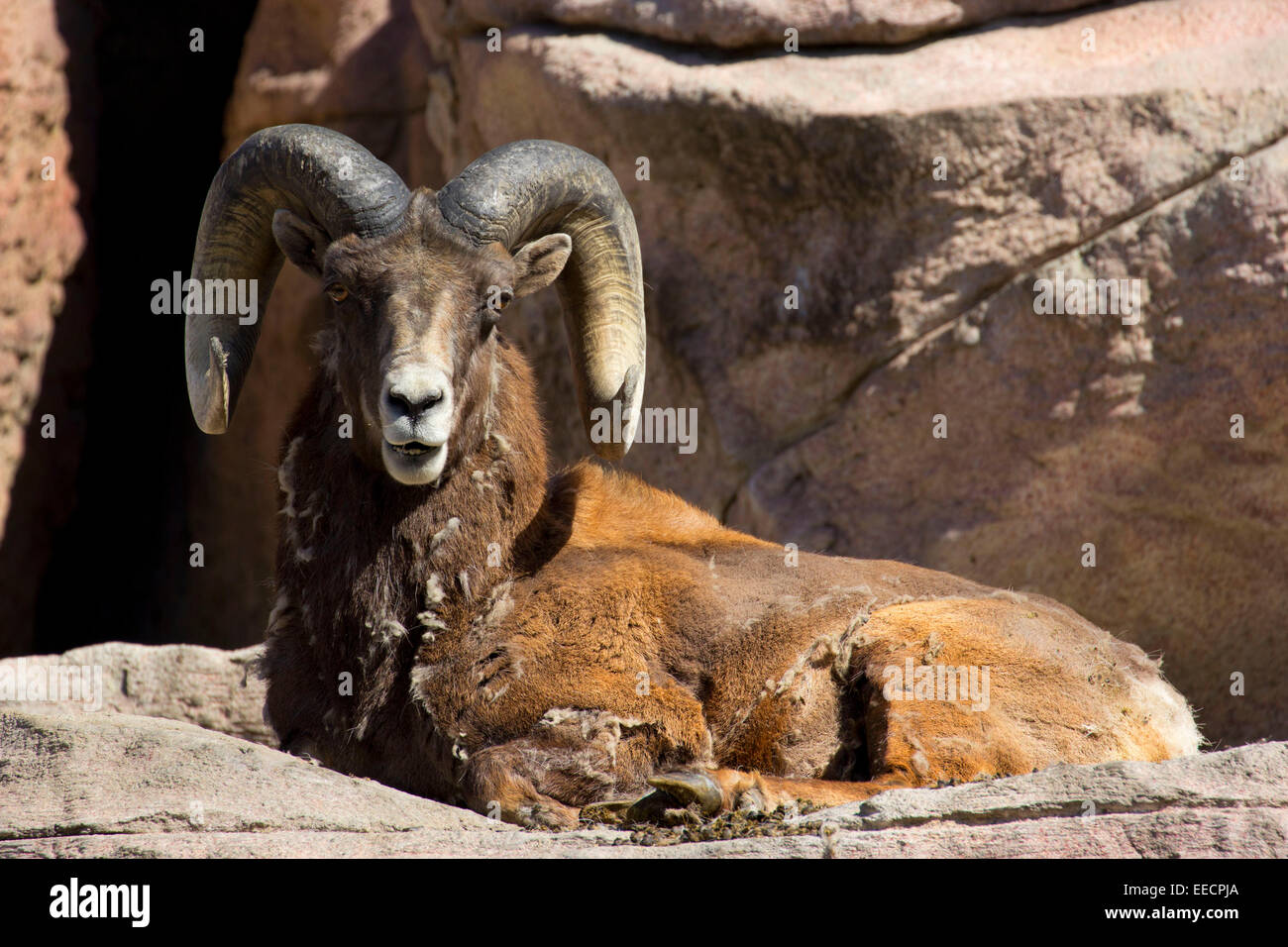 Carnero de las Montañas Rocosas, el Zoológico de Denver, Denver, Colorado Foto de stock