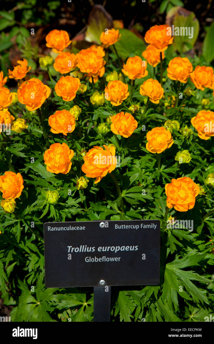 Globeflower, el Jardín Botánico de Denver, Denver, Colorado Fotografía