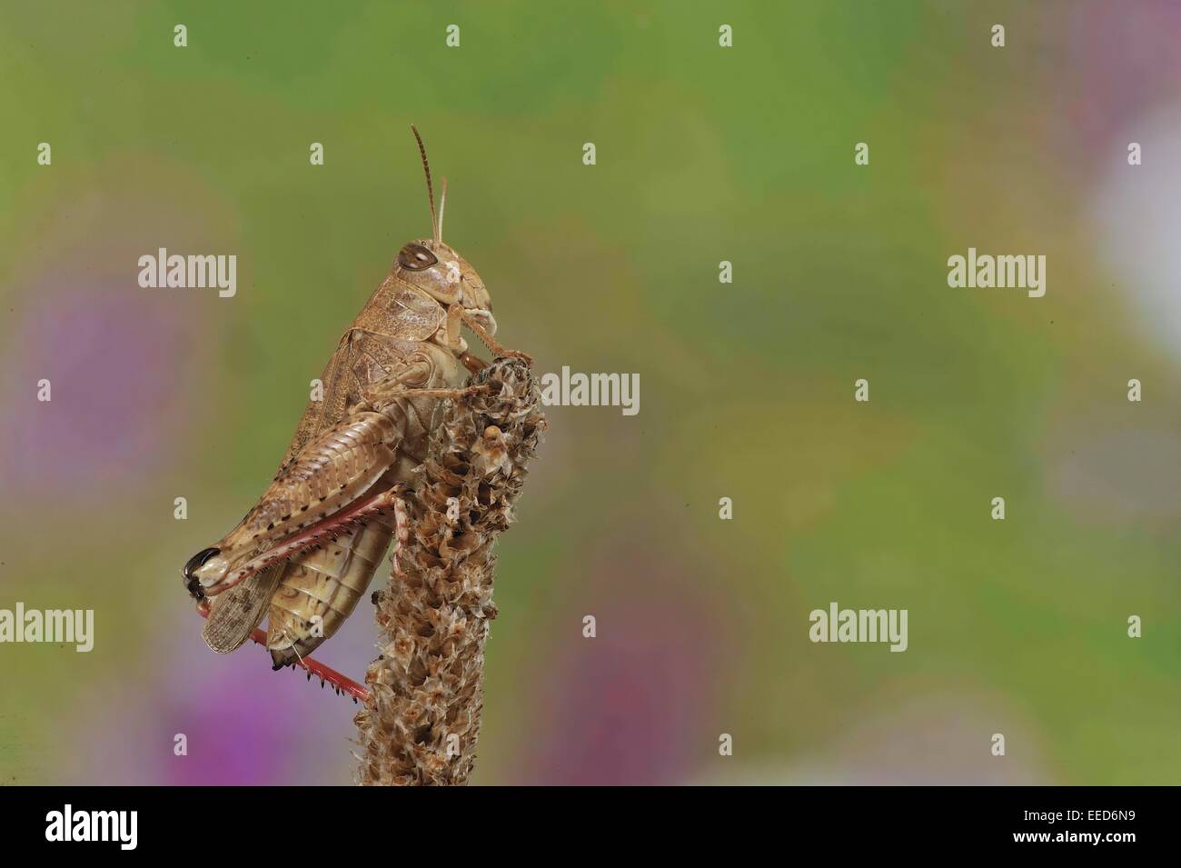 Grasshoper Italiano - Italiano Locust (Calliptamus italicus) en verano Foto de stock