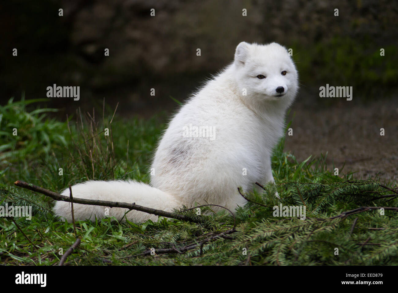 Un zorro ártico en su abrigo blancas mullidas. Foto de stock