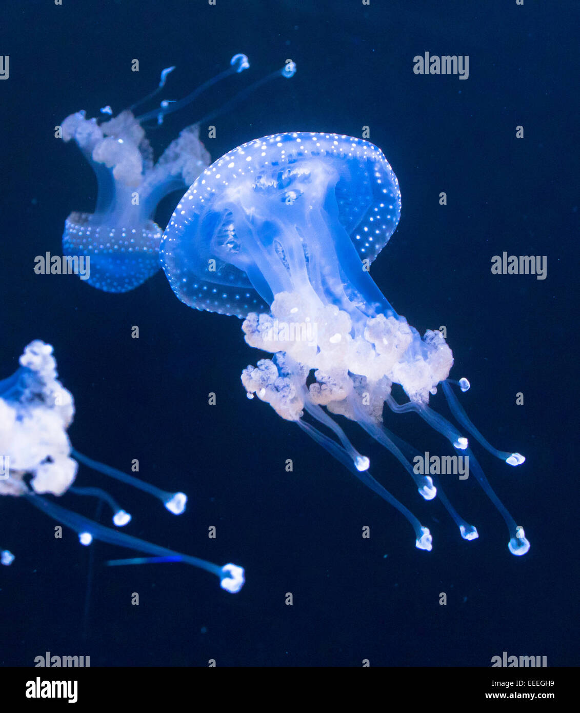White-spotted medusas, Phyllorhiza punnctata, Foto: Diciembre de 2014. Foto de stock