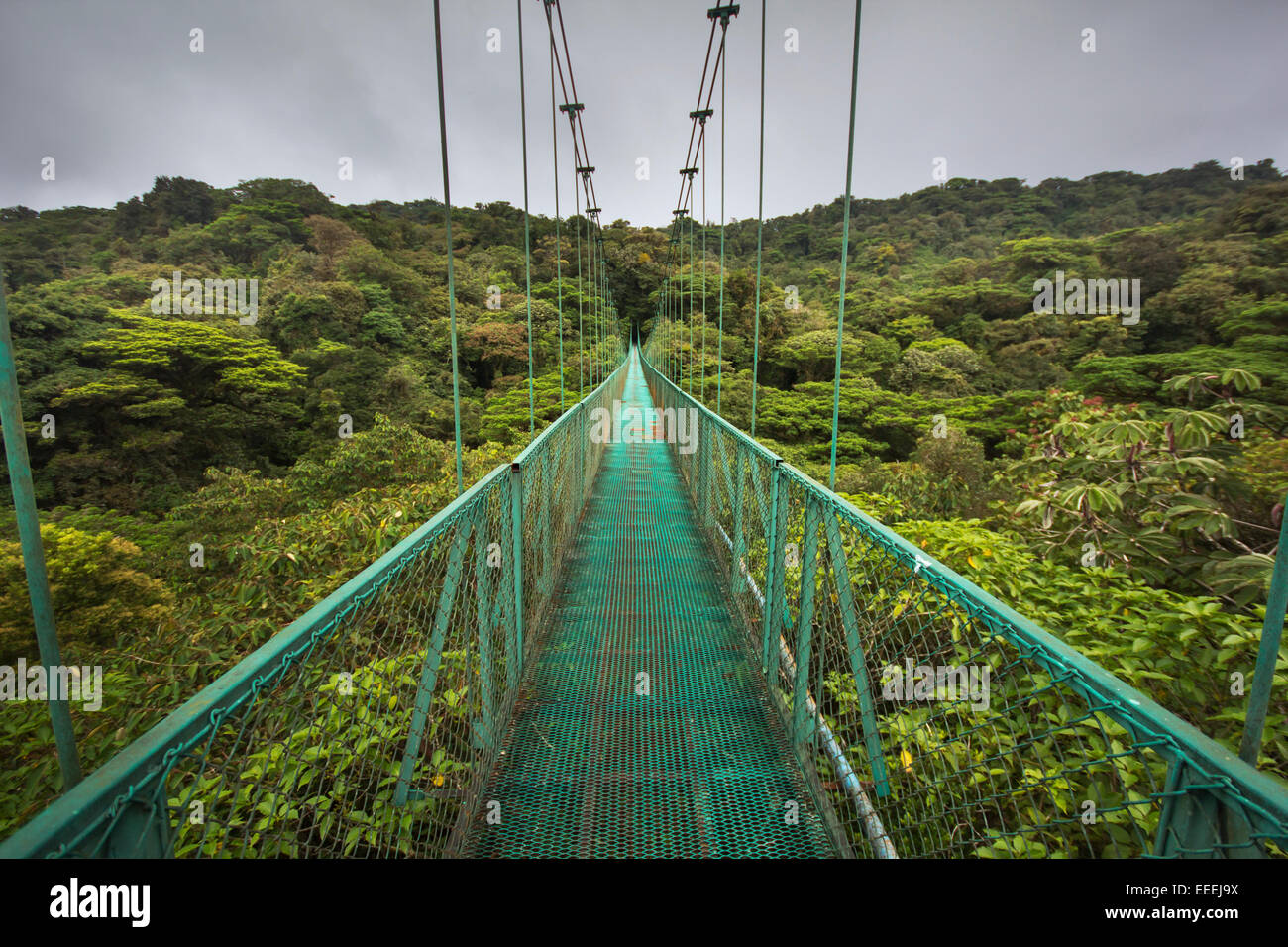 Alto puente colgante sobre el bosque nuboso de Costa Rica Foto de stock