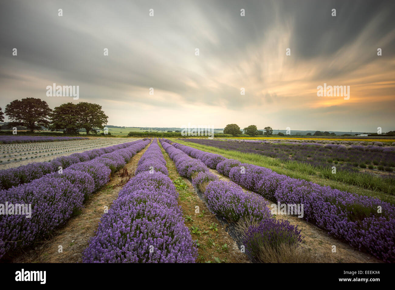 Alton Lavender Farm Foto de stock