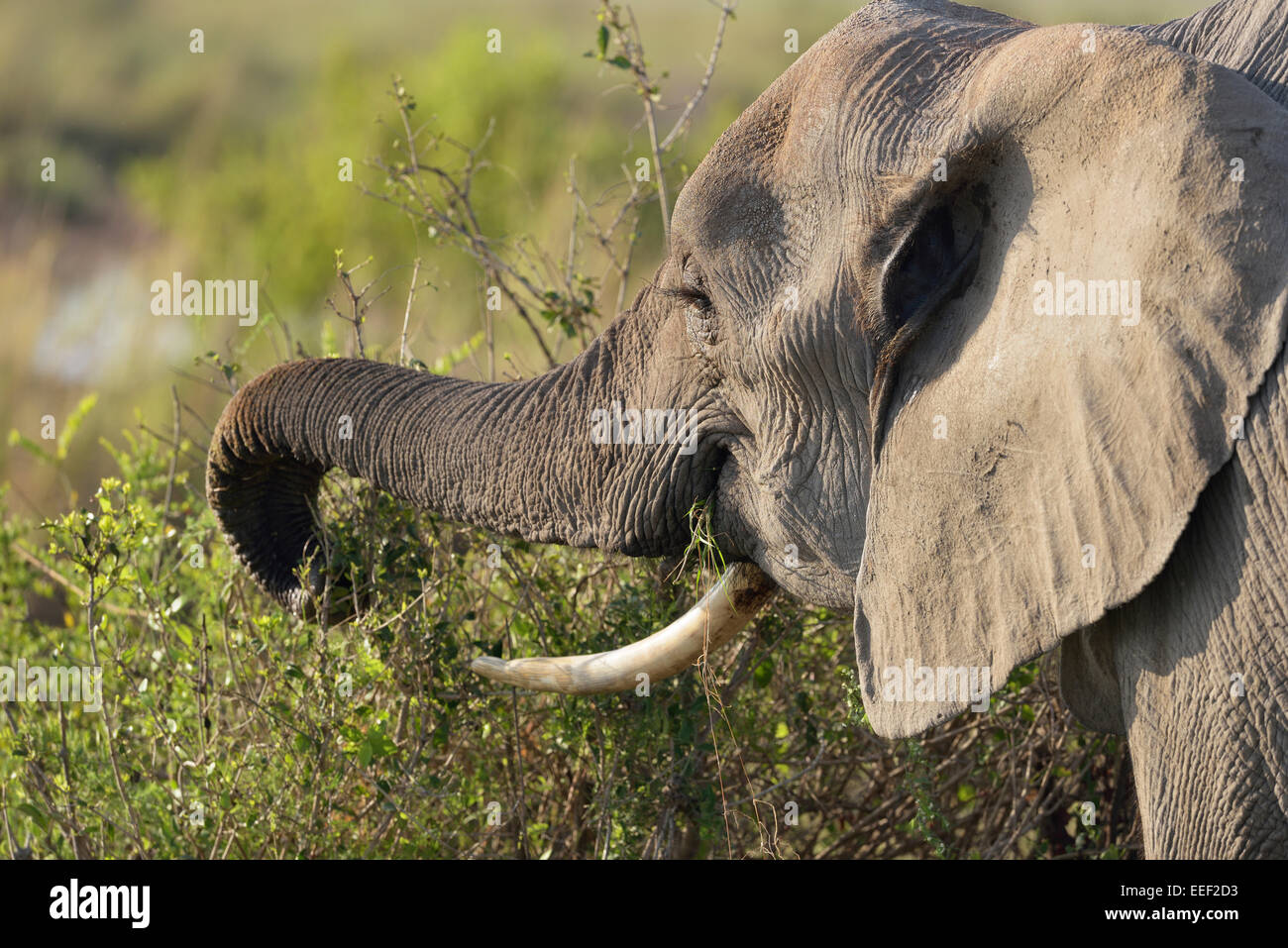 ajedrez Absay estéreo La alimentación del elefante africano arbusto, Parque Nacional de Amboseli,  Kenia, África Fotografía de stock - Alamy
