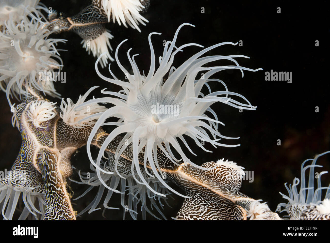 Anémona colonizadora, Nemanthus annamensis, Triton Bay, Papua Occidental, Indonesia Foto de stock