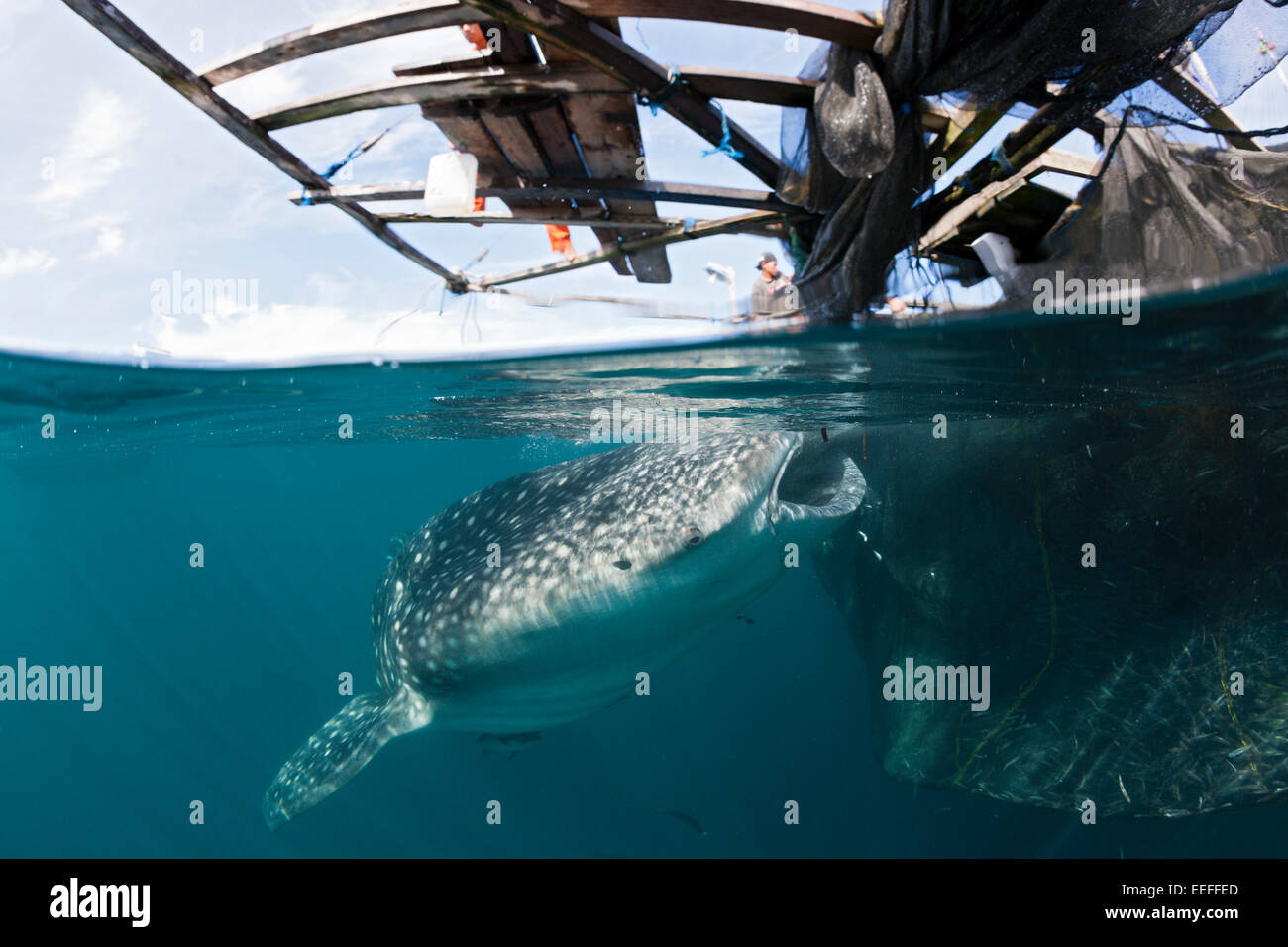 Pescador alimenta el tiburón ballena, Rhincodon typus, Triton Bay, Papua Occidental, Indonesia Foto de stock