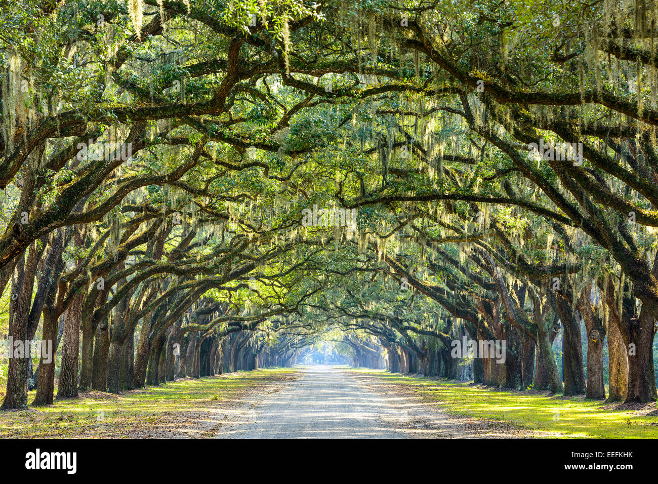 Savannah, Georgia, Estados Unidos oak road en arbolada histórica plantación Wormsloe. Foto de stock