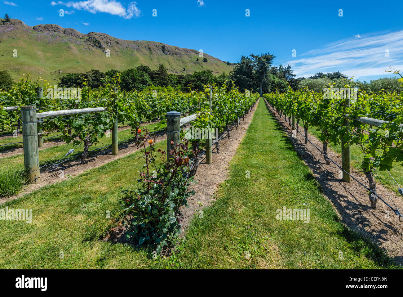 Nueva Zelanda bodega - perfecta formación de vides verdes levantándose en un cielo azul Foto de stock