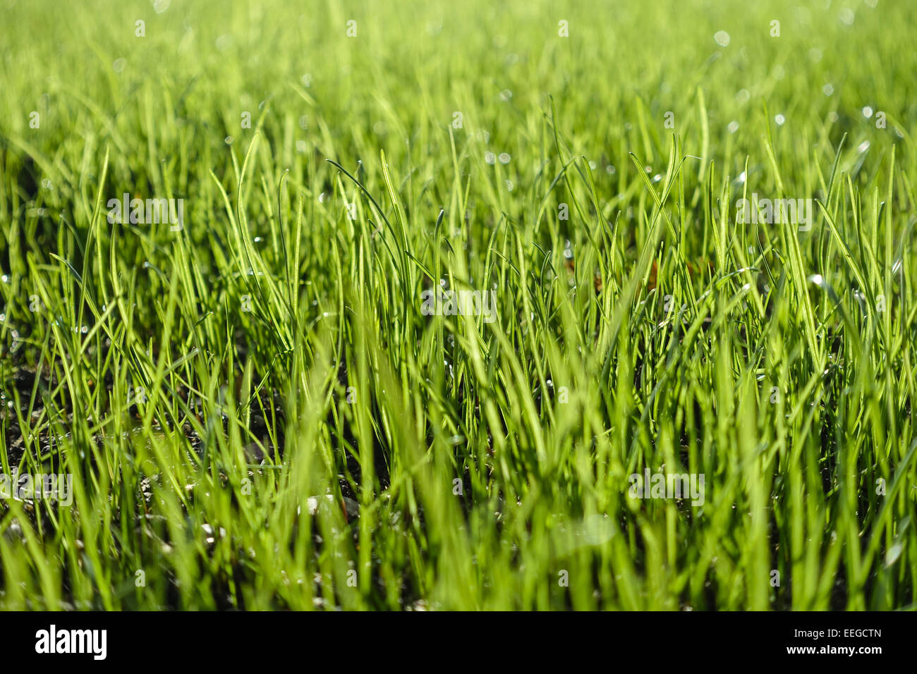 Grüner Rasen, mit Grashalme Tautropfen, césped, hojas de hierba con gotas de rocío, botánica, cerrar, cerrar, mojado, hierba, hoja o Foto de stock