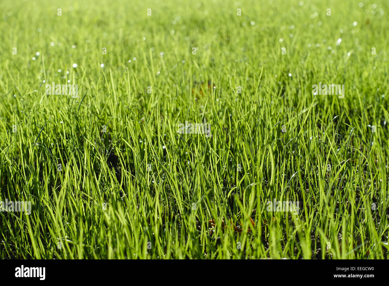 Grüner Rasen, mit Grashalme Tautropfen, césped, hojas de hierba con gotas de rocío, botánica, cerrar, cerrar, mojado, hierba, hoja o Foto de stock