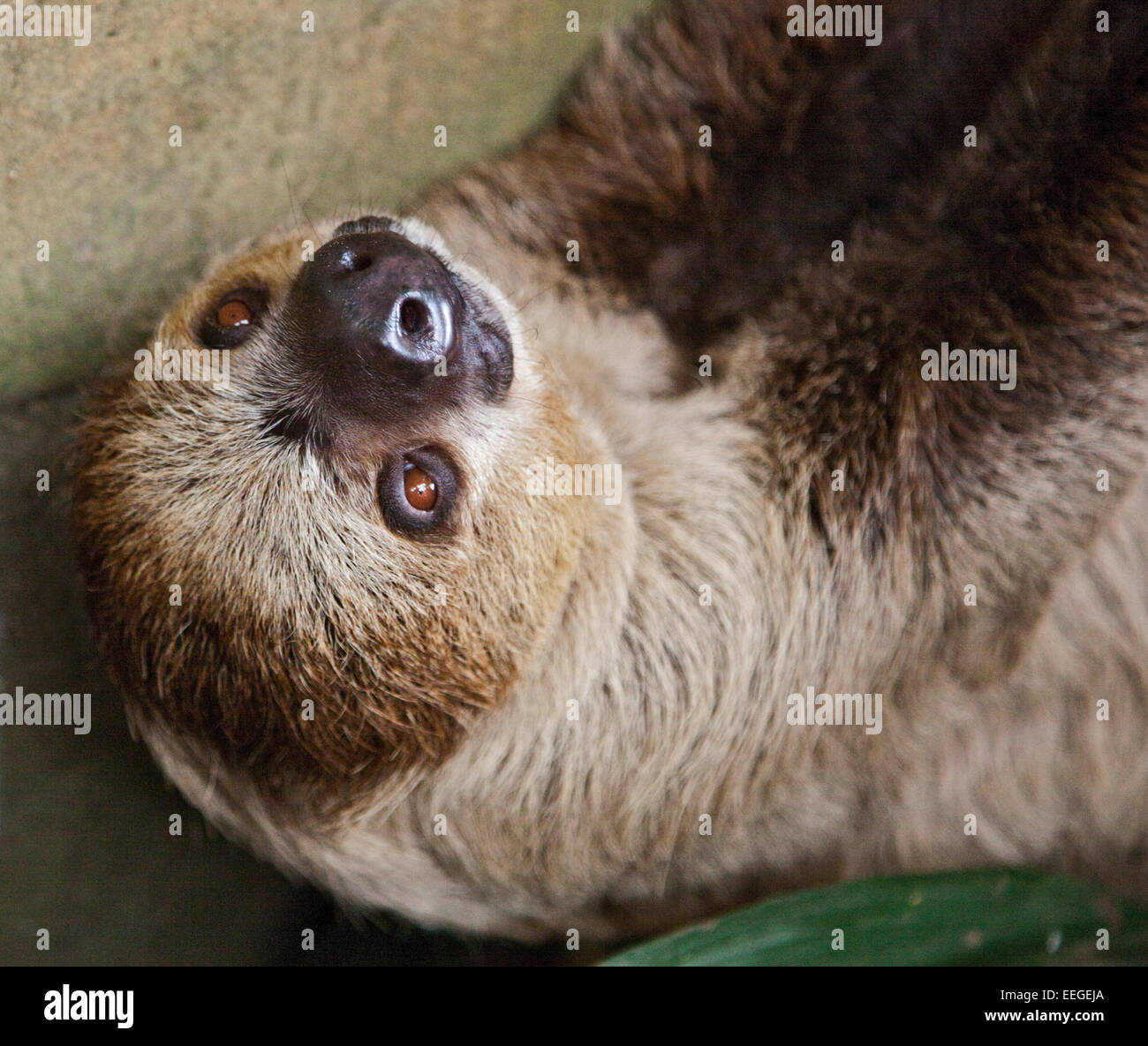 Linneo dos vetado pereza (choloepus didactylus) Foto de stock
