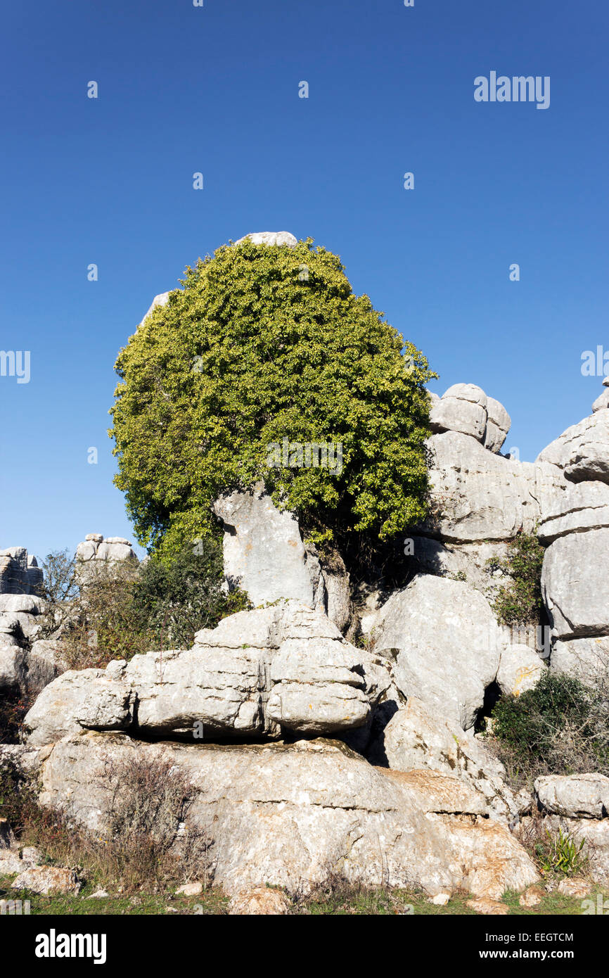 El Torcal de Antequera, la Sierra del Torcal de Antequera, Málaga, Andalucía, España. Formaciones de roca kárstica Foto de stock