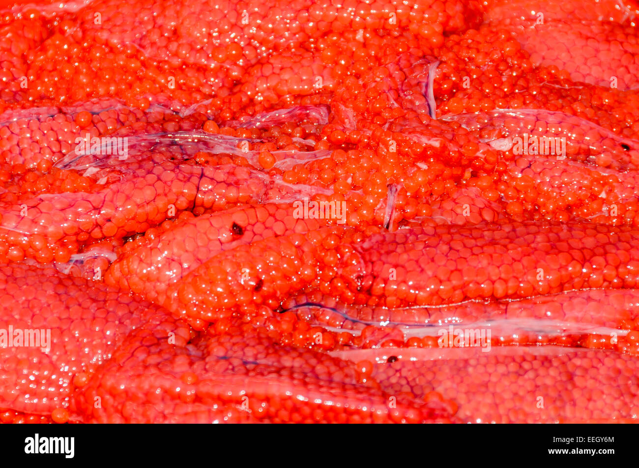Huevas de salmón Sockeye, Oncorhynchus nerka, British Columbia, Canadá, el Pacífico Foto de stock