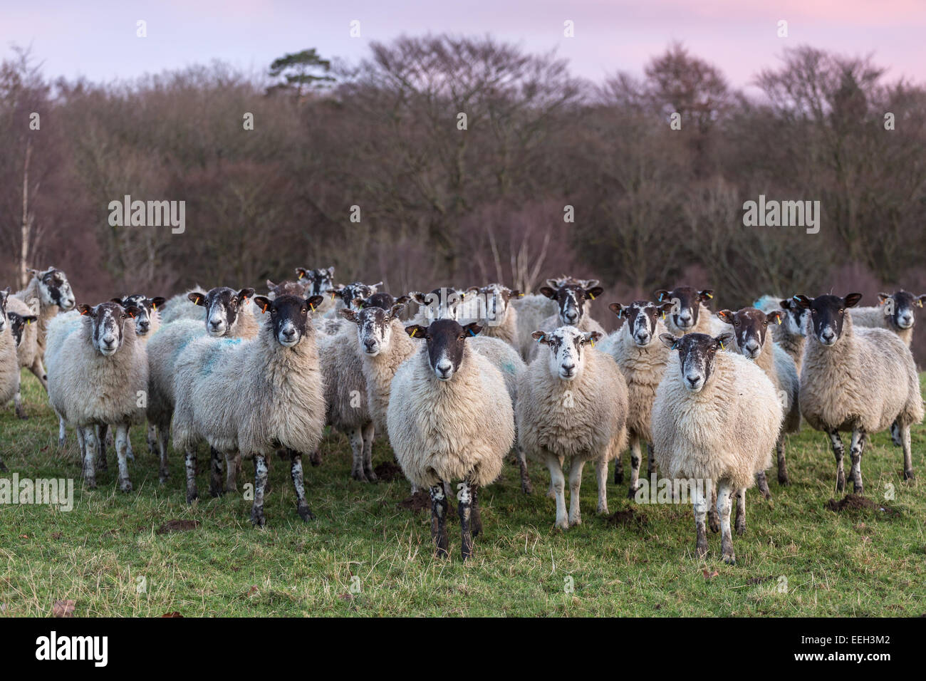 Mule ovejas en un campo verde Foto de stock