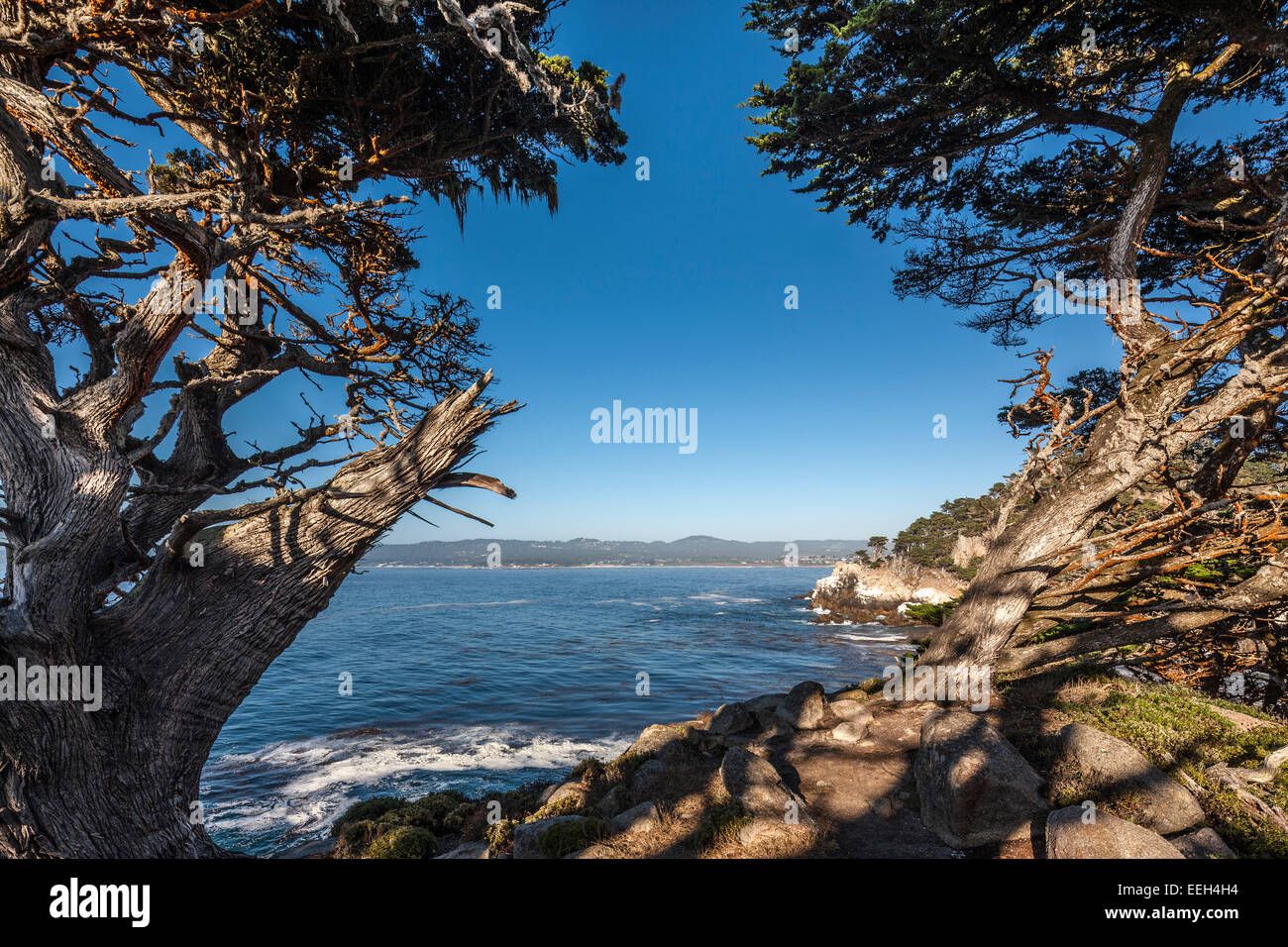 Reserva Natural de Point Lobos State Park en Monterey Ca, Cypress Cove Trail Foto de stock